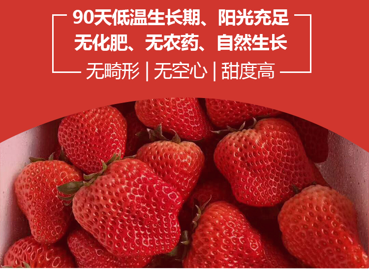 红颜草莓_03.jpg