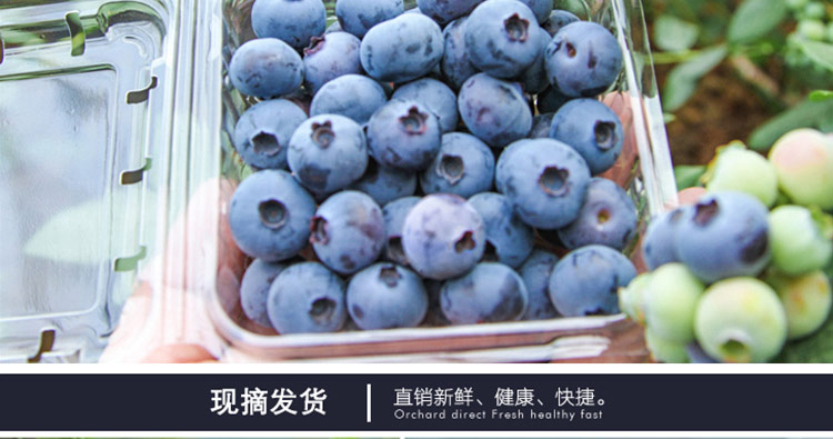 蓝丰蓝莓_10.jpg