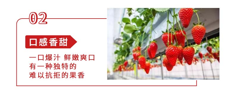 香野草莓采摘活动-_03.jpg