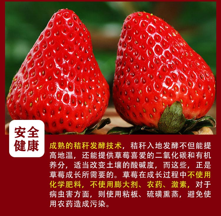 草莓--2021预售_09.jpg