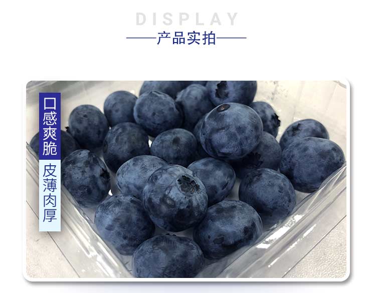 F4蓝莓_09.jpg