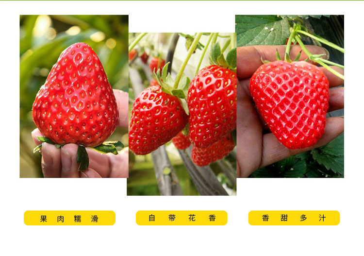 香野草莓_06.jpg
