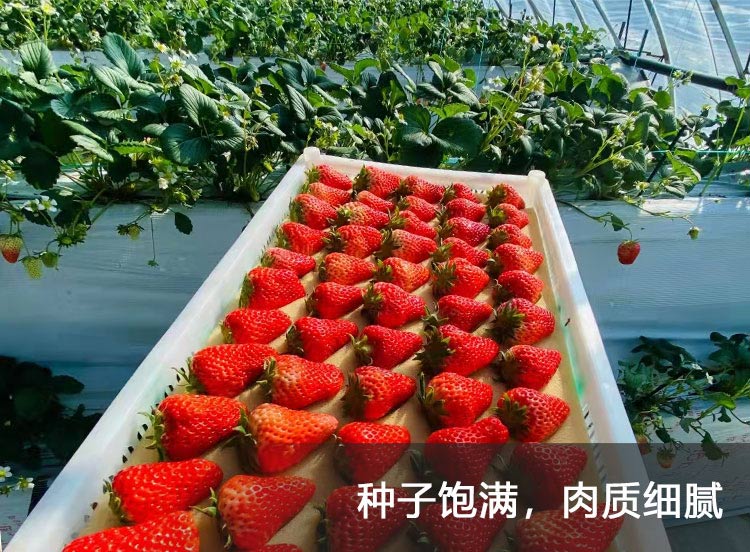 香野草莓_07.jpg