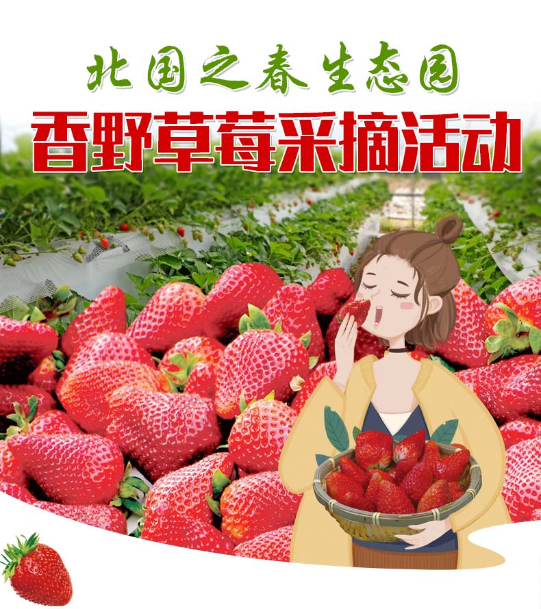 香野草莓采摘活动-_01.jpg