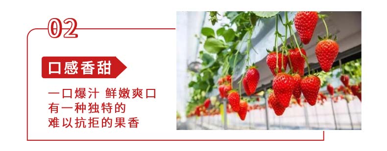 香野草莓采摘活动-_03.jpg