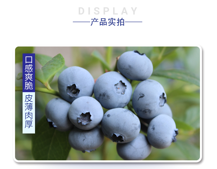 蓝莓---_09.jpg