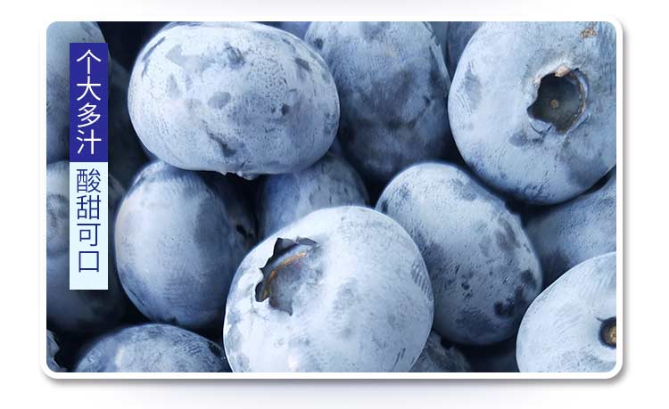 蓝莓---_10.jpg