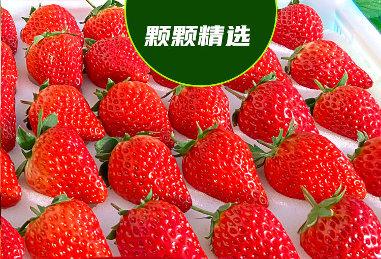 草莓--2021预售_03.jpg