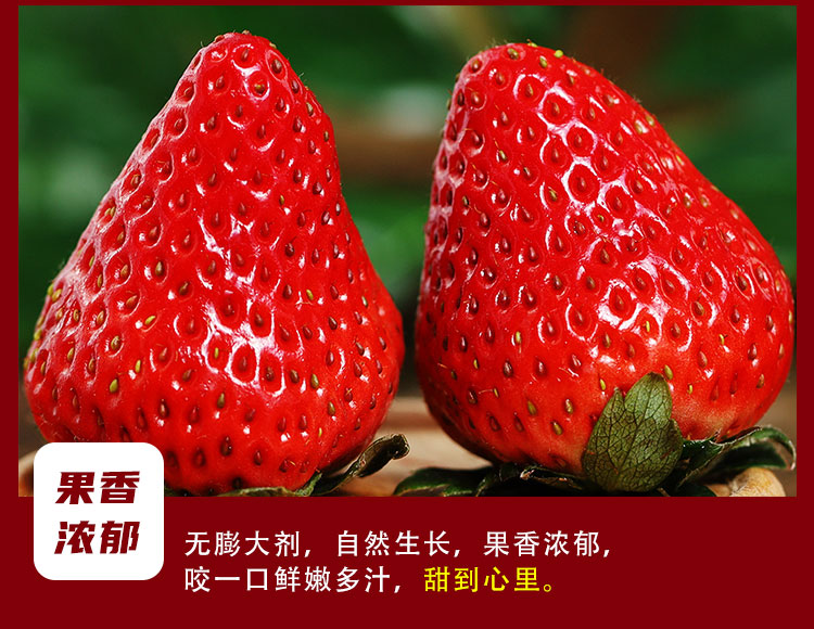 草莓--2021预售_09.jpg
