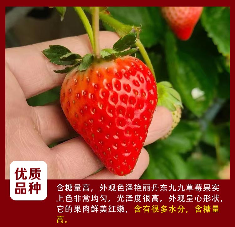 草莓_06.jpg