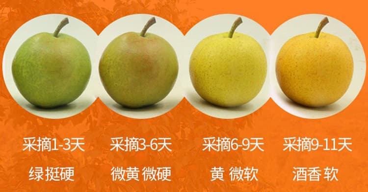 南果梨-精品详情页2_05.jpg