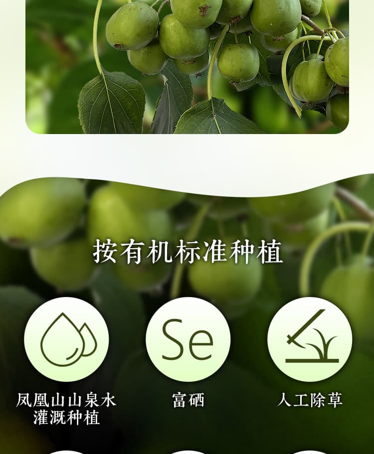 软枣详情_04.jpg