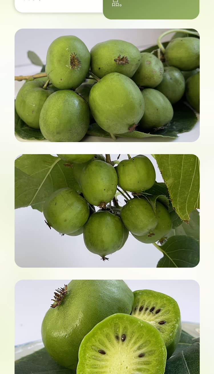 软枣详情_10.jpg