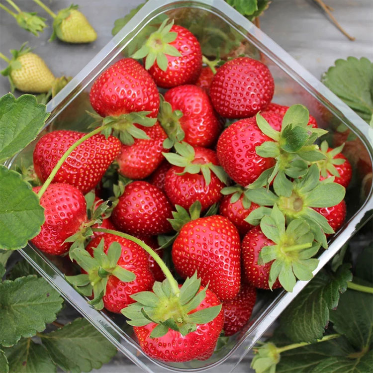 【现货】现摘新鲜甜查理草莓 净重3斤水果草莓甜脆爽口香气浓郁
