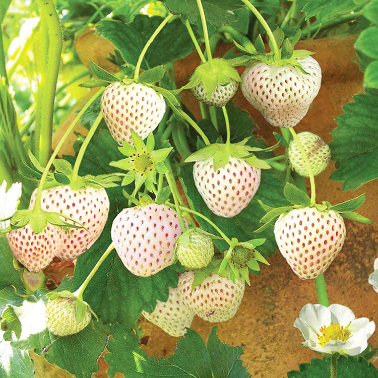 【预售】现摘新鲜白草莓日本引进美白姬白草莓净重2斤孕妇小孩水果
