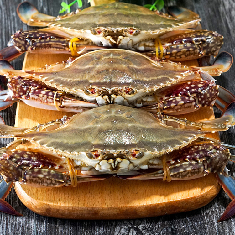 丹东东港母大飞蟹梭子蟹超新鲜螃蟹每只4-5两左右 保鲜不保活 500g(满