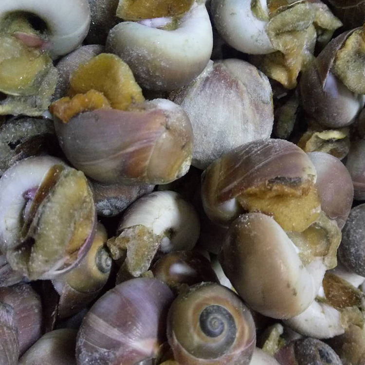 【丹东特产】丹东东港熟冻肚脐螺小香螺500g*3红定螺冷冻水产包邮