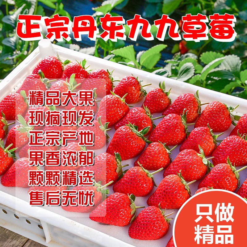 正宗丹东九九草莓3斤装 (单果35g（7钱）以上)精选特大果