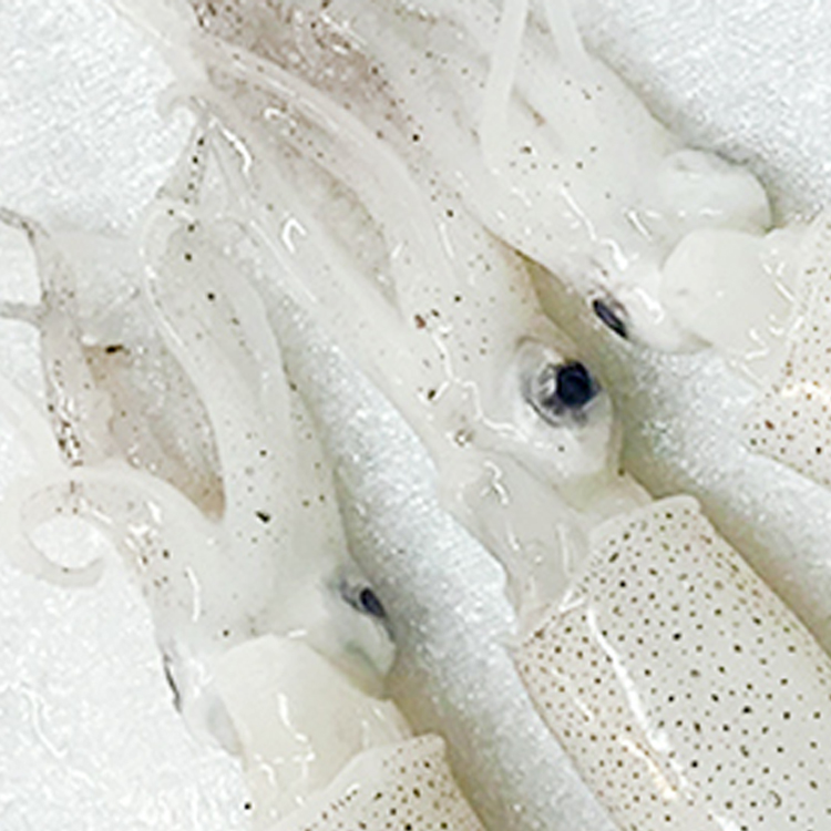 【丹东特产】海鲜水产鲜活野生小水兔500g海兔笔管鱼